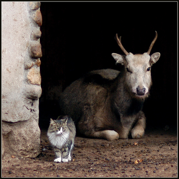 Фото жизнь - Андрей Шеремет - Коты - Мы с приятелем вдвоем...