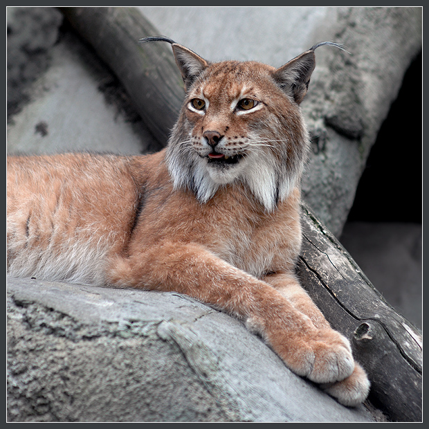 Фото жизнь (light) - Андрей Шеремет - Большие кошки - Диагональный портрет