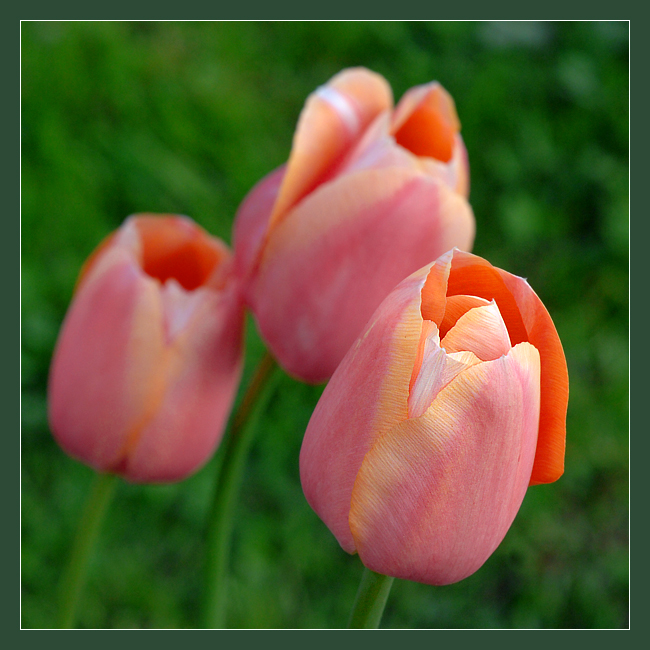 Фото жизнь (light) - Андрей Шеремет - Тюльпаны - Тюльпаны