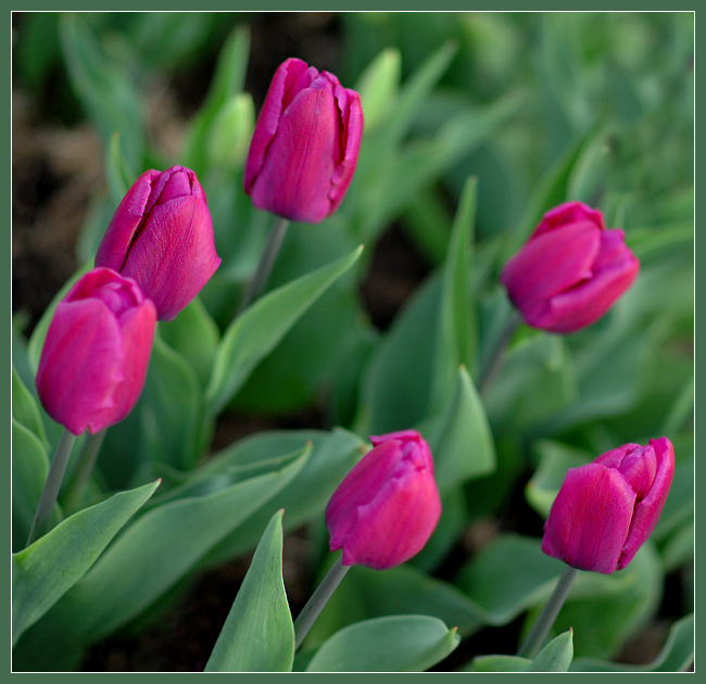 Фото жизнь (light) - Андрей Шеремет - Тюльпаны - Тюльпаны: жители фиолетовой страны