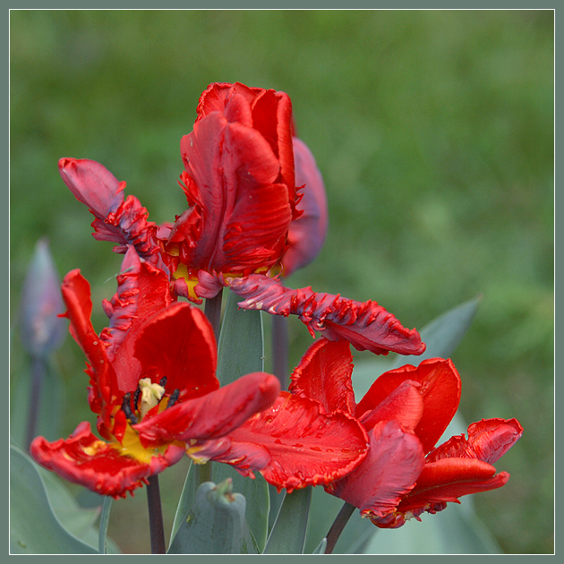 Фото жизнь (light) - Андрей Шеремет - Тюльпаны - Тюльпаны: мы полетим, мы обязательно полетим!