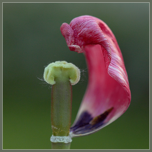 Фото жизнь - Андрей Шеремет - Тюльпаны - Пока, пока!