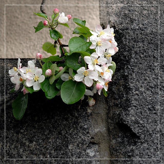 Фото жизнь - Андрей Шеремет - Цветы - Скорей бы весна!