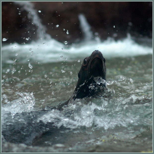 Фото жизнь (light) - Андрей Шеремет - Морские львы и котики - Брызги - они же мокрые!