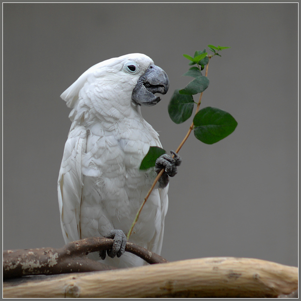 Фото жизнь (light) - Андрей Шеремет - Попугаи - Икебана для любимой: 1. Лучше подарить один цветок!
