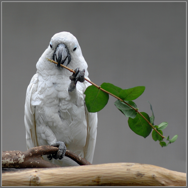 Фото жизнь (light) - Андрей Шеремет - Попугаи - Икебана для любимой: 2. Кончик стебля надо расщепить...