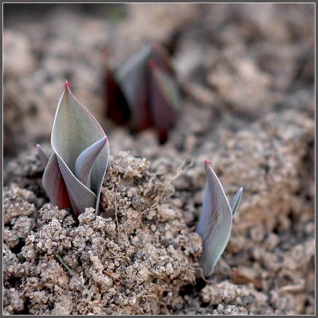 Фото жизнь (light) - Андрей Шеремет - Тюльпаны - Пионеры
