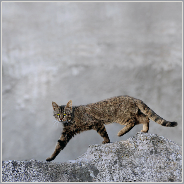 Фото жизнь (light) - Андрей Шеремет - Коты - Кошка, которая гуляла сама по себе