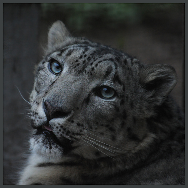 Фото жизнь (light) - Андрей Шеремет - Большие кошки - Вечерний портрет Шивы