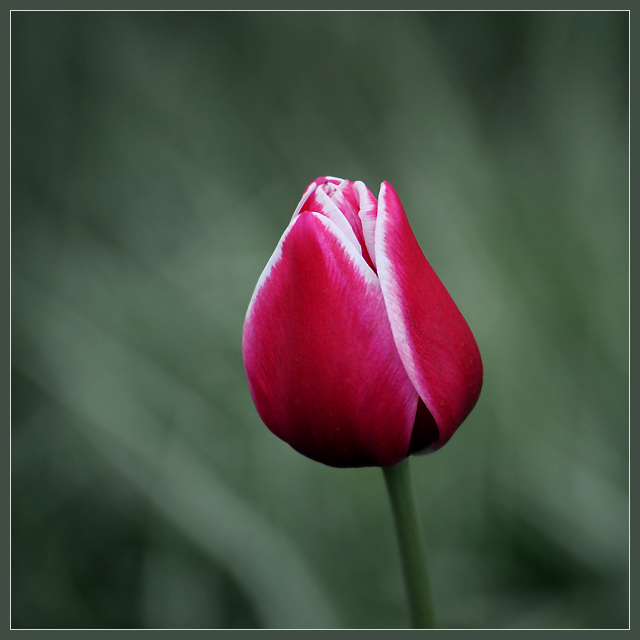 Фото жизнь (light) - Андрей Шеремет - Тюльпаны - Изящность простых линий