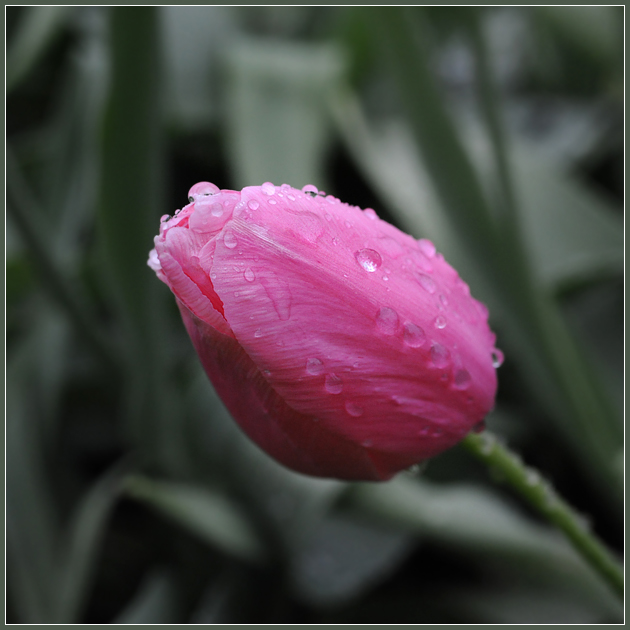 Фото жизнь - Андрей Шеремет - Тюльпаны - Холодный дождь