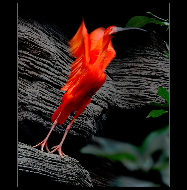 Фото жизнь - Андрей Шеремет - Птицы - Воспламенеть