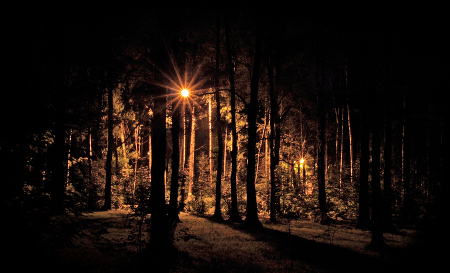 Фото жизнь (light) - Роман Розанов - Пейзаж - Ночной парк