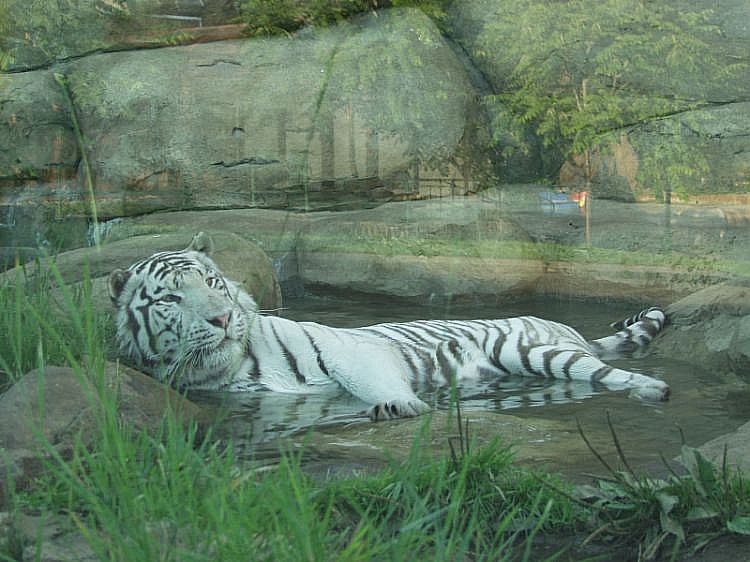 Фото жизнь (light) - Felis - Большие Кошки - Купание Белого тигра