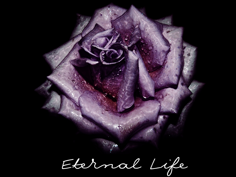 Фото жизнь (light) - Kara - Натюр - Eternal Life