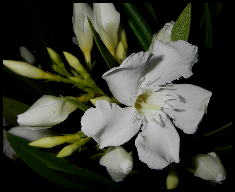 Фото жизнь - Felis - Растения - Белый олеандр