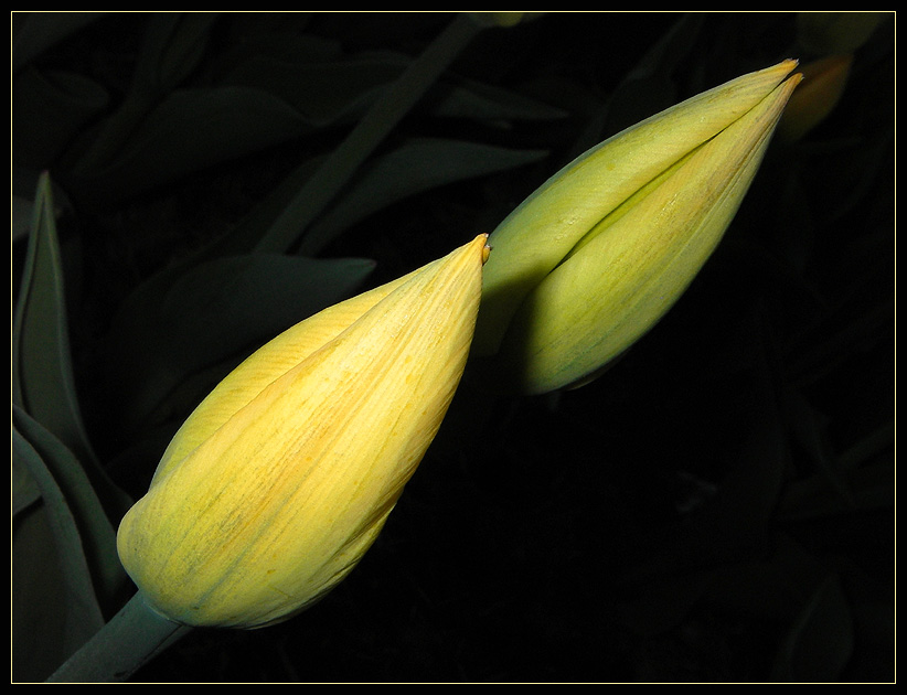 Фото жизнь (light) - Felis - Тюльпаны - Стрелы Весны
