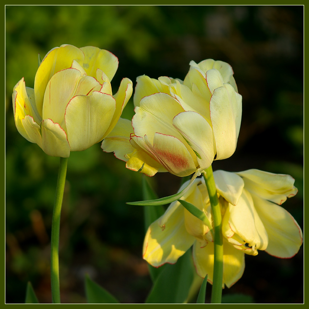 Фото жизнь (light) - Felis - Тюльпаны - Нелюбимая