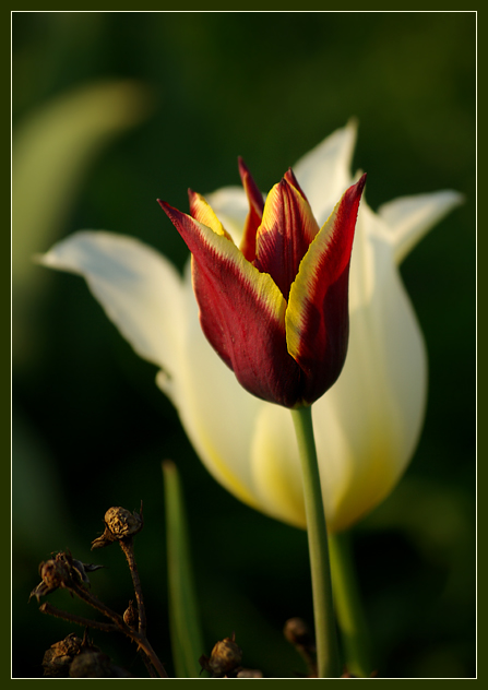 Фото жизнь (light) - Felis - Тюльпаны - Дворцовые тайны