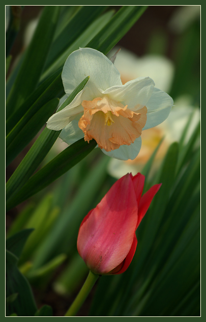 Фото жизнь (light) - Felis - Тюльпаны - Роковое влечение