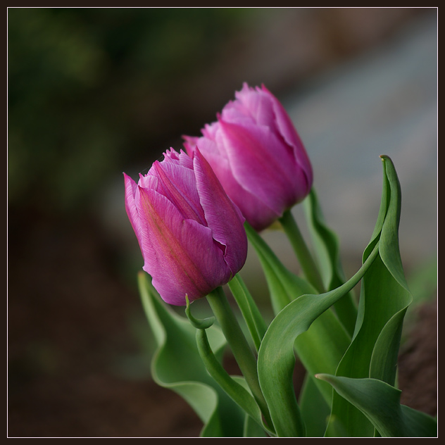 Фото жизнь - Felis - Тюльпаны - Маленький венский вальс