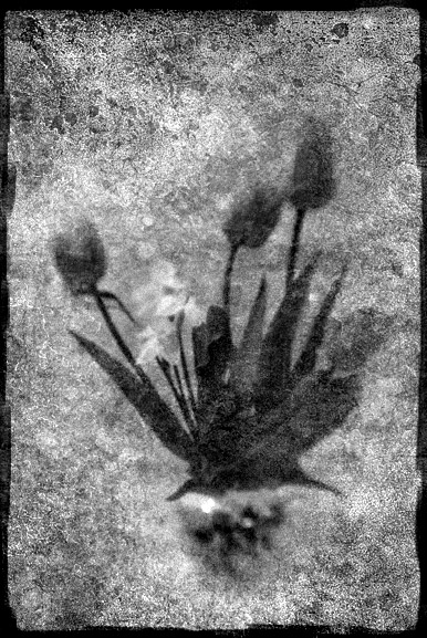 Фото жизнь (light) - sbuzuk - корневой каталог - Cold flowers