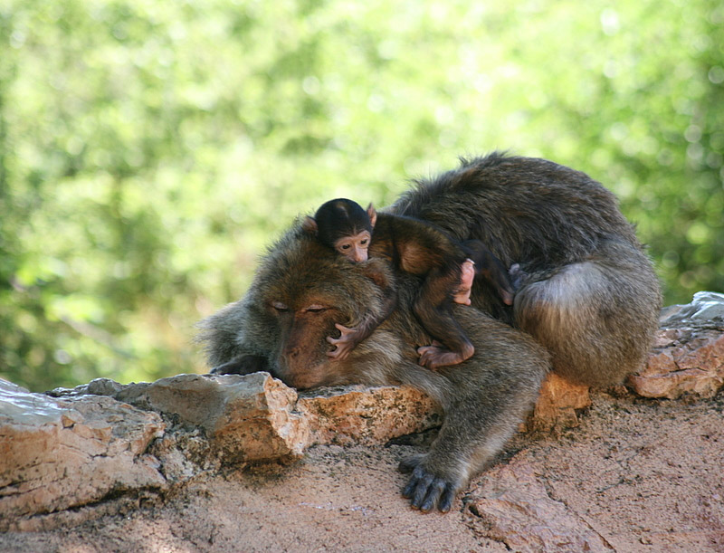 Фото жизнь - . - Зверьё моё. - С мамой не страшно.