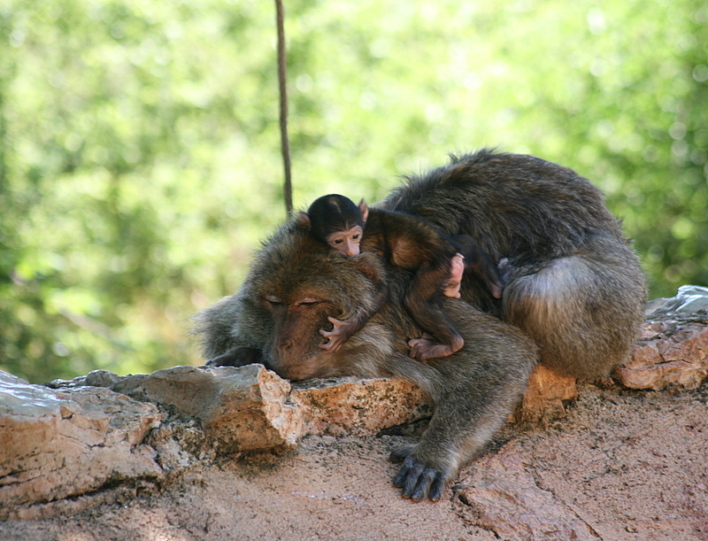 Фото жизнь (light) - . - Зверьё моё. - С мамой не страшно.
