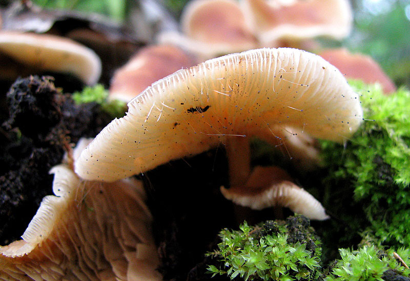 Фото жизнь (light) - Наталья Левина - корневой каталог - грибы