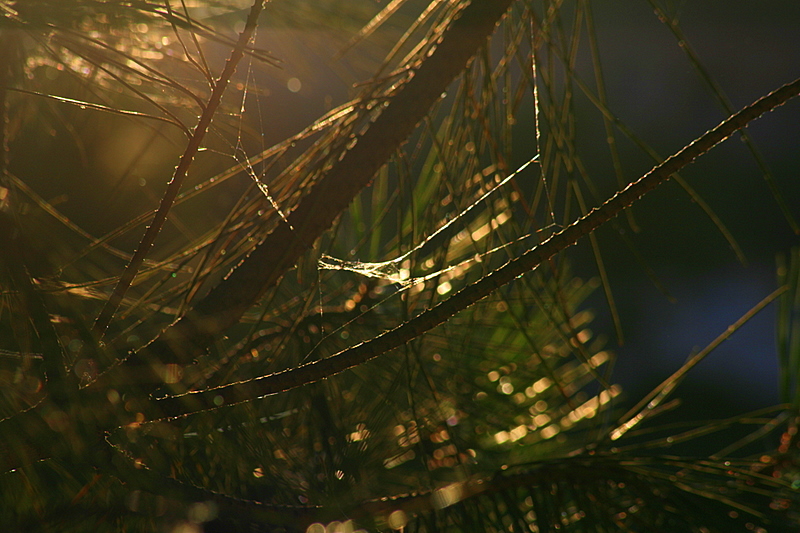 Фото жизнь (light) - . - Паутиные истории. - Это не наш лес, а чей-то чужой...