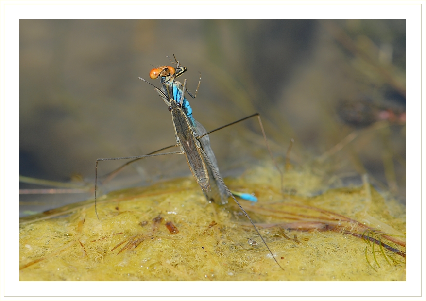 Фото жизнь (light) - chark - корневой каталог - В мире насекомых