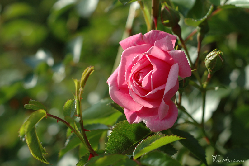 Фото жизнь (light) - Французова Мария - Растительность - Принцесса