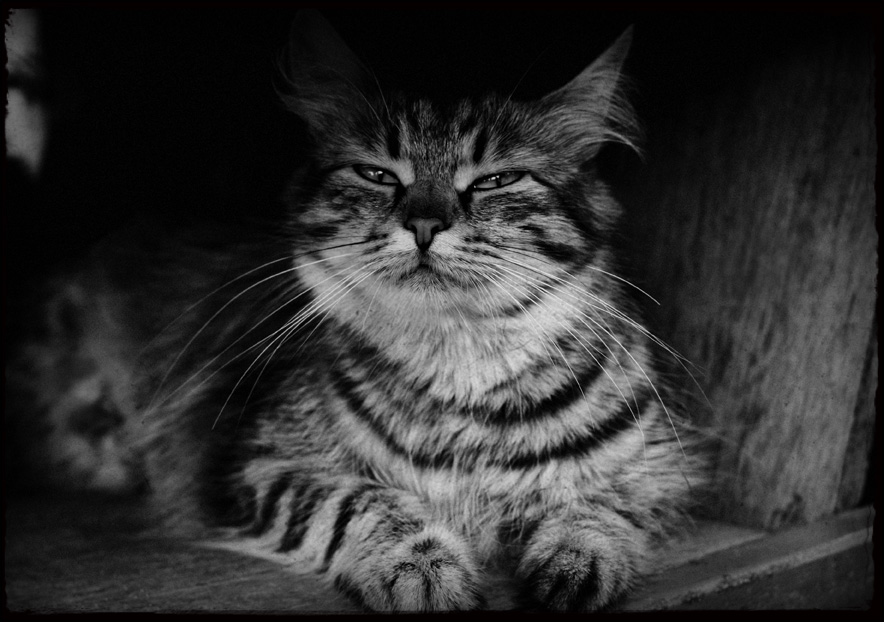 Фото жизнь - Tao - корневой каталог - Жил-был кот