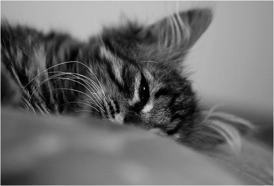 Фото жизнь (light) - Сергей Малюгин - кошачьи - я же сплю..... не будите меняяяу