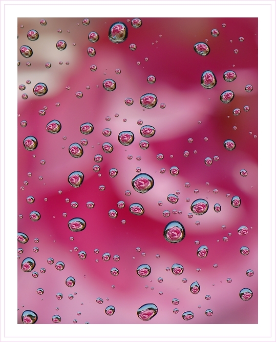 Фото жизнь - chark - корневой каталог - Розовые капли