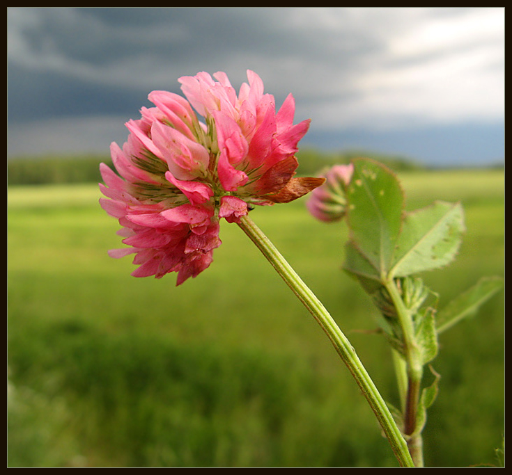 Фото жизнь (light) - Marisha - корневой каталог - ***
