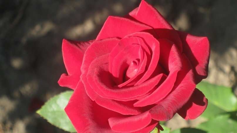 Фото жизнь - Ketty - корневой каталог - Красная роза