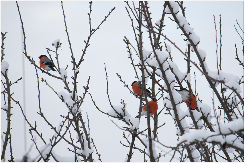 Фото жизнь - Лев Давыдов - в полете и сидя (птички) - Зимние "яблочки"