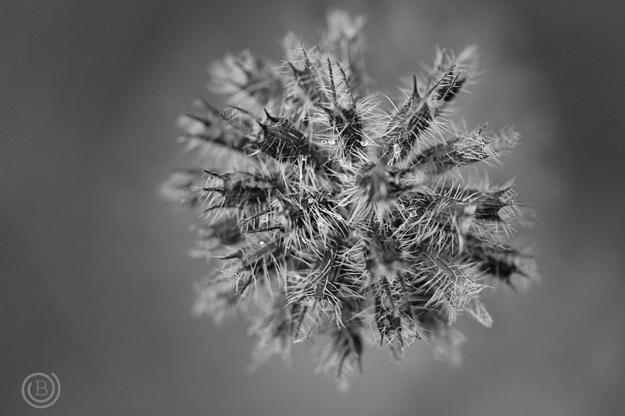 Фото жизнь (light) - Bonya_S - Макро - просто зима
