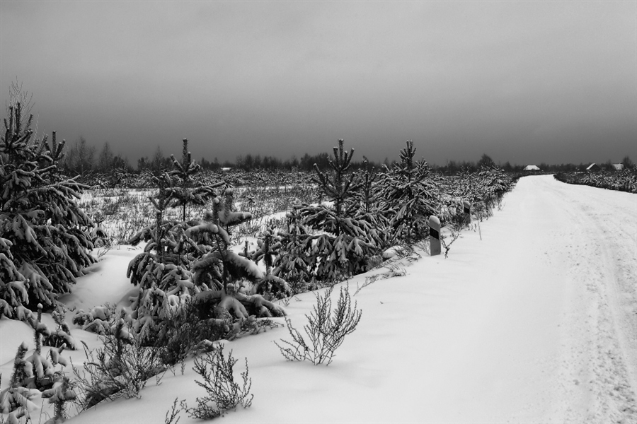 Фото жизнь