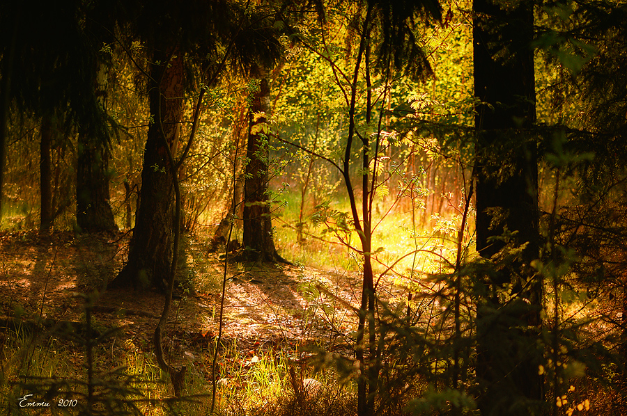 Фото жизнь (light) - emunilkin - природа - Лесные сказки...