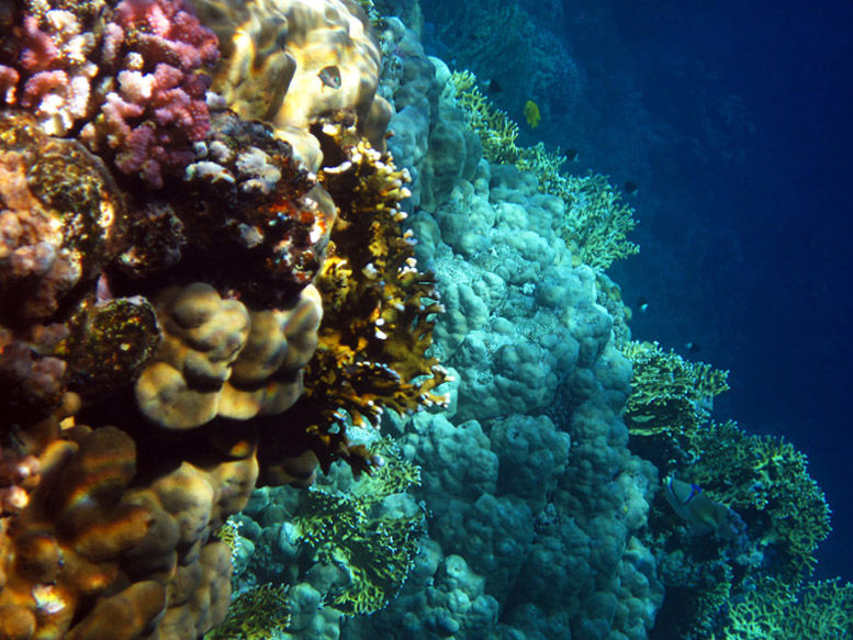 Фото жизнь - Hunter - Подводный мир - The Reef