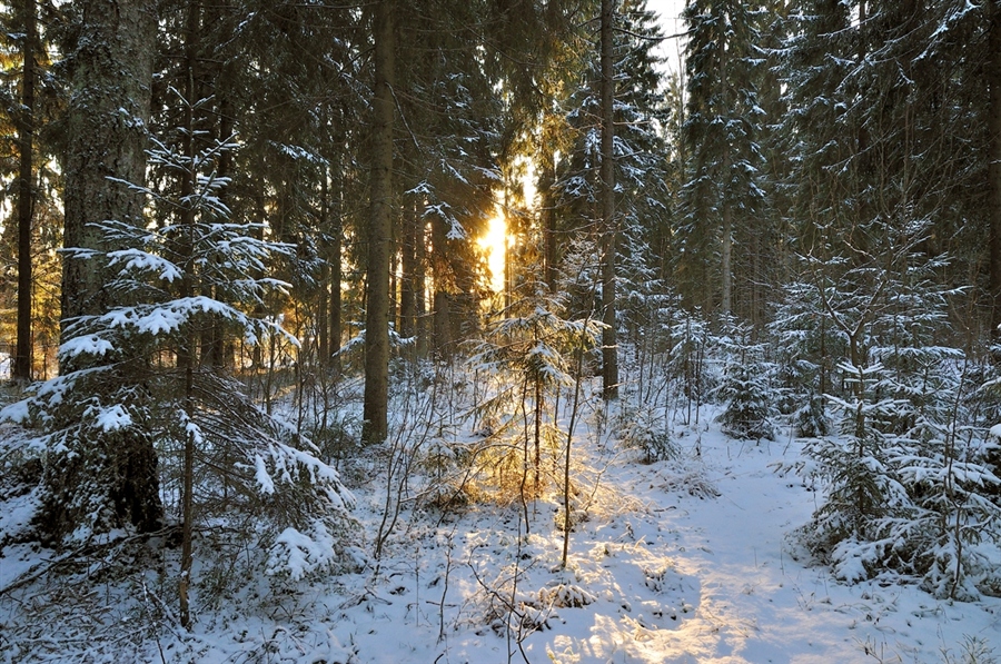 Фото жизнь