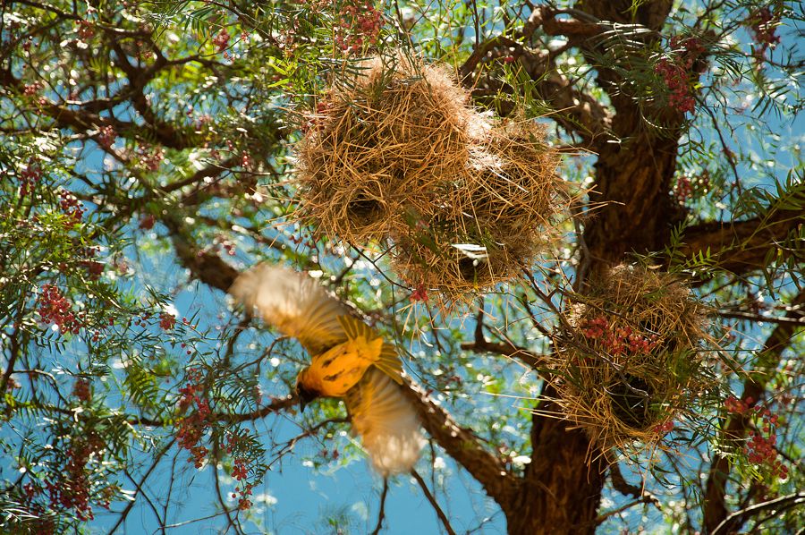 Фото жизнь (light) - olesiaz - корневой каталог - над гнездом...