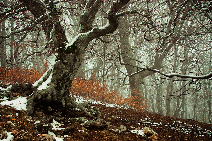 Фото жизнь (light) - mcluckway - Крымская эпопея... - В зачарованном лесу...