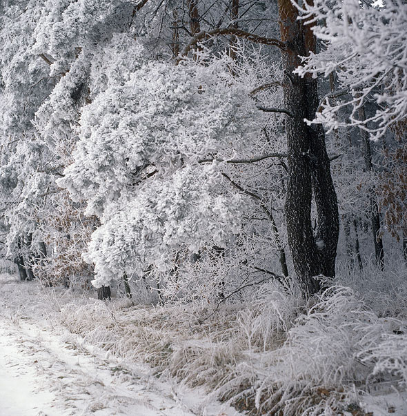 Фото жизнь (light) - foalex - Пейзаж,природа - Наконец-то зима