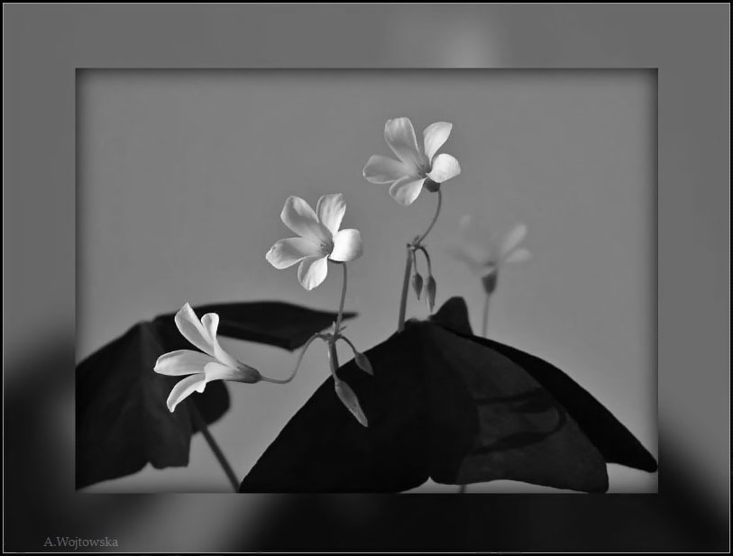 Фото жизнь - Angela Wojtowska  - Цветы - К солнцу...