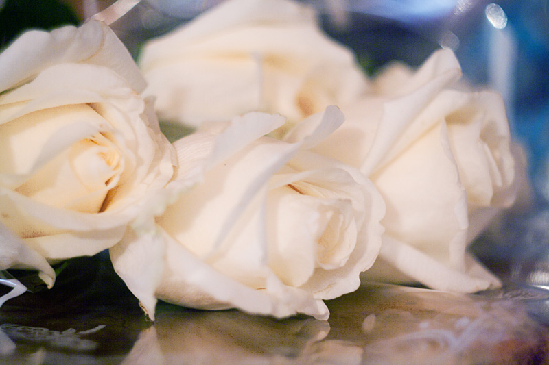 Фото жизнь (light) - mylenrysh - корневой каталог - розы