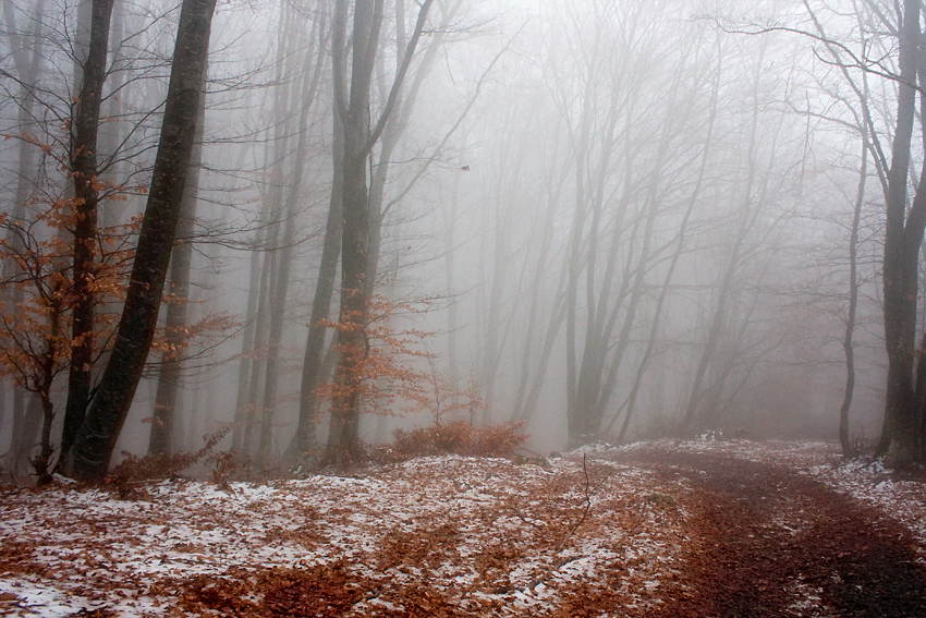 Фото жизнь (light) - mcluckway - Крымская эпопея... - Туманом лес укутан....