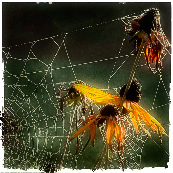 Фото жизнь - Melonik - Nature - Осенняя зарисовка
